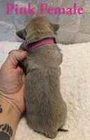 Pink , a female Cane Corso for sale in Schell City, MO – 4 of 8