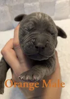 Orange, a male Cane Corso for sale in Schell City, MO – 2 of 8