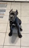 Bule Male, a male Cane Corso for sale in Schell City, MO – 1 of 4