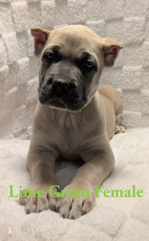 Lime Green  – Cane Corso puppy for sale in Schell City, MO