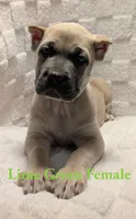 Lime Green , a female Cane Corso for sale in Schell City, MO – 1 of 9