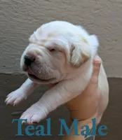 Teal, a male Cane Corso for sale in Schell City, MO – 3 of 5