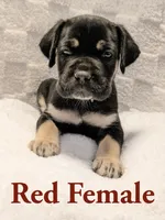 Red, a female Cane Corso for sale in Schell City, MO – 2 of 9