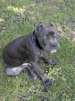 Bule Male, a male Cane Corso for sale in Schell City, MO – 2 of 7