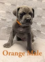 Orange , a male Cane Corso for sale in Schell City, MO – 3 of 9