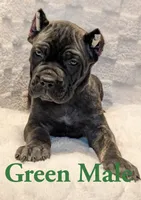 Green, a male Cane Corso for sale in Schell City, MO – 2 of 9