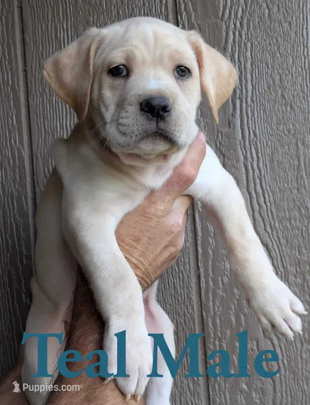 Teal – Cane Corso puppy for sale in Schell City, MO