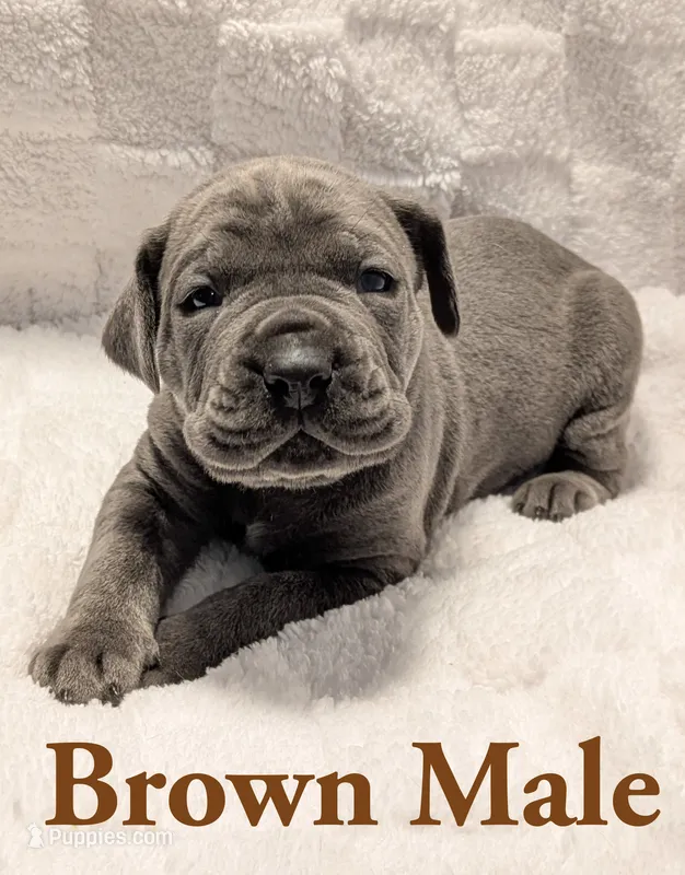Brown – Cane Corso puppy for sale in Schell City, MO