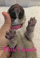 Pink , a female Cane Corso for sale in Schell City, MO – 2 of 8