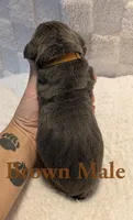 Brown, a male Cane Corso for sale in Schell City, MO – 2 of 7