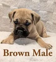 Brown, a male Cane Corso for sale in Schell City, MO – 2 of 9