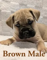 Brown, a male Cane Corso for sale in Schell City, MO – 3 of 9