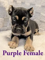 Purple , a female Cane Corso for sale in Schell City, MO – 3 of 9