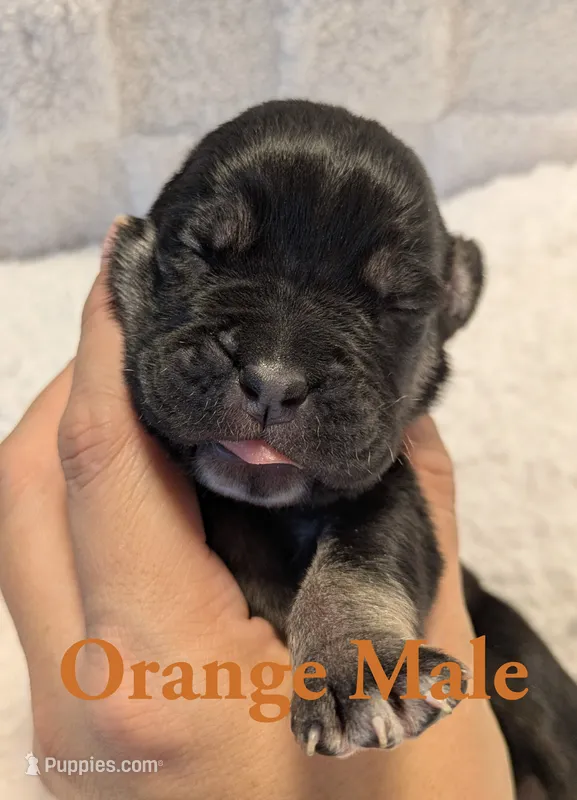 Orange  – Cane Corso puppy for sale in Schell City, MO