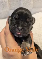 Orange , a male Cane Corso for sale in Schell City, MO – 1 of 8