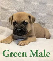 Green, a male Cane Corso for sale in Schell City, MO – 2 of 9
