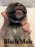 Black , a male Cane Corso for sale in Schell City, MO – 2 of 8