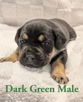 Dark green , a male Cane Corso for sale in Schell City, MO – 5 of 9