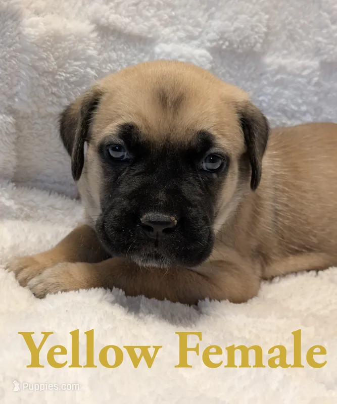 Yellow – Cane Corso puppy for sale in Schell City, MO