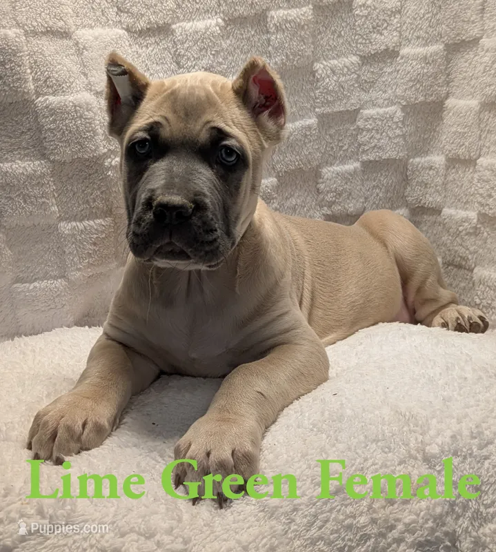 Lime Green  – Cane Corso puppy for sale in Schell City, MO