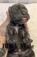 Black , a male Cane Corso for sale in Schell City, MO – 3 of 8