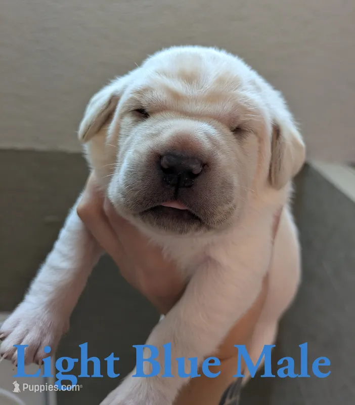 Light Blue  – Cane Corso puppy for sale in Schell City, MO