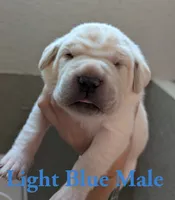 Light Blue , a male Cane Corso for sale in Schell City, MO – 1 of 5