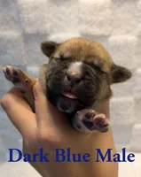 Dark Blue , a male Cane Corso for sale in Schell City, MO – 2 of 8