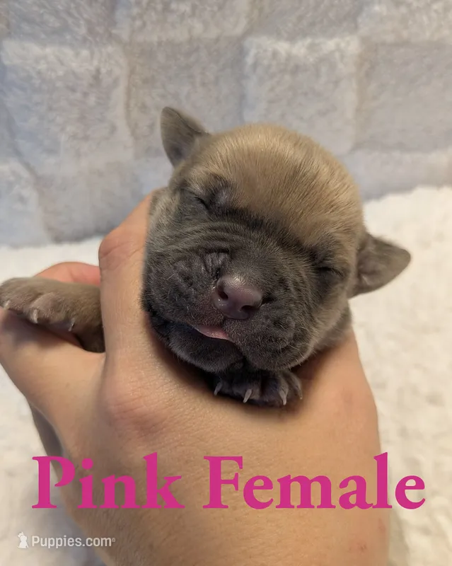 Pink  – Cane Corso puppy for sale in Schell City, MO