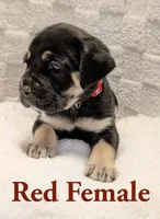 Red, a female Cane Corso for sale in Schell City, MO – 3 of 9