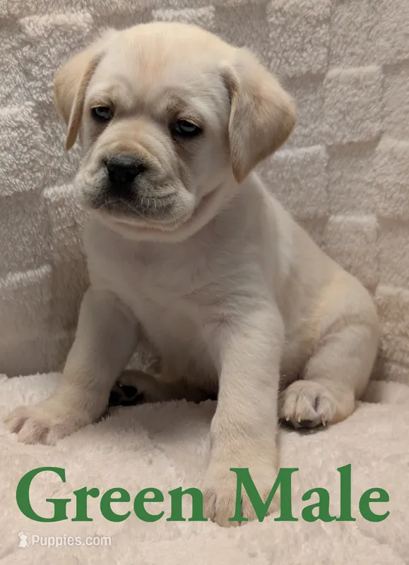 Green  – Cane Corso puppy for sale in Schell City, MO
