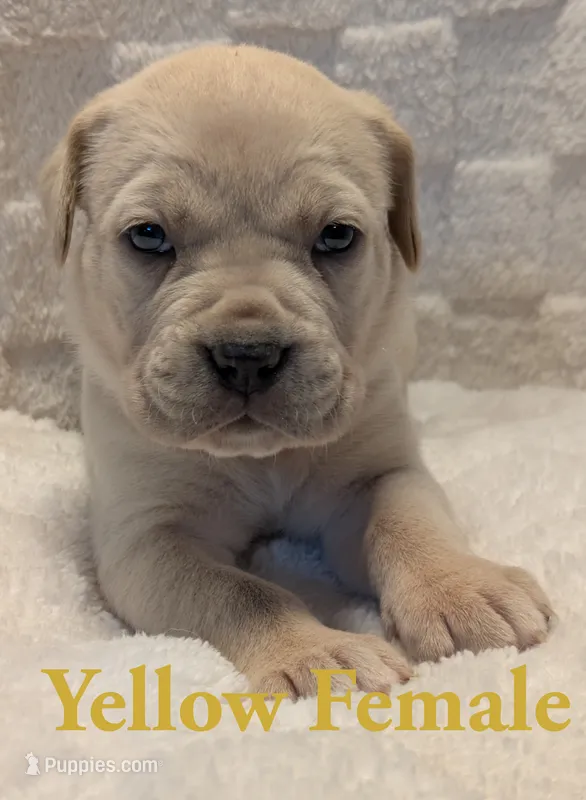 Yellow – Cane Corso puppy for sale in Schell City, MO