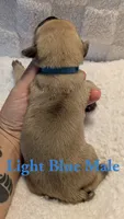 Light Blue, a male Cane Corso for sale in Schell City, MO – 2 of 7