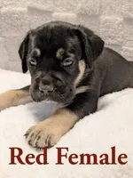 Red, a female Cane Corso for sale in Schell City, MO – 4 of 9