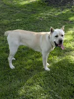 Yellow, a female Cane Corso for sale in Schell City, MO – 10 of 10