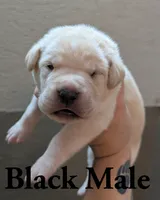 Black , a male Cane Corso for sale in Schell City, MO – 2 of 5