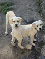 Light pink , a female Cane Corso for sale in Schell City, MO – 3 of 7