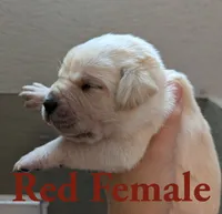 Red, a female Cane Corso for sale in Schell City, MO – 3 of 5