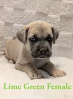 Lime Green , a female Cane Corso for sale in Schell City, MO – 2 of 9