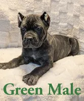 Green, a male Cane Corso for sale in Schell City, MO – 5 of 9