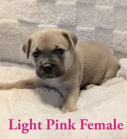 Light pink , a female Cane Corso for sale in Schell City, MO – 5 of 9