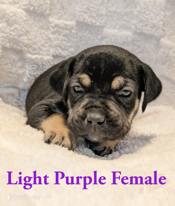 Light Purple  – Cane Corso puppy for sale in Schell City, MO