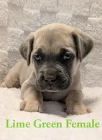 Lime Green , a female Cane Corso for sale in Schell City, MO – 3 of 9