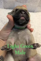 Light Green, a male Cane Corso for sale in Schell City, MO – 3 of 8