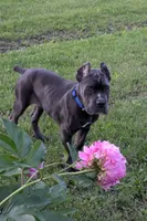 Bule Male, a male Cane Corso for sale in Schell City, MO – 3 of 4