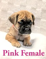 Dark Pink , a female Cane Corso for sale in Schell City, MO – 5 of 9