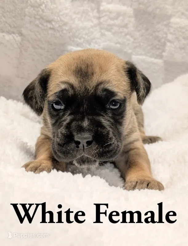 White  – Cane Corso puppy for sale in Schell City, MO