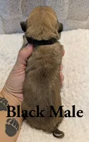 Black , a male Cane Corso for sale in Schell City, MO – 4 of 8