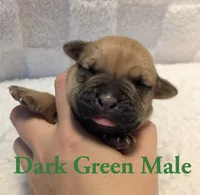 Dark Green, a male Cane Corso for sale in Schell City, MO – 2 of 8