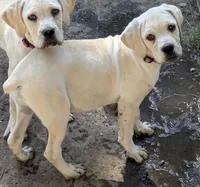 Light pink , a female Cane Corso for sale in Schell City, MO – 2 of 7